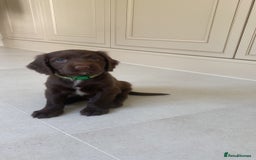 Sprocker dogs for sale: Last 2 girls available chocolate Sprockers - Image 24