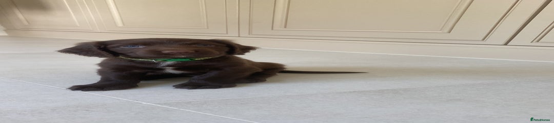 Sprocker Puppy 2
