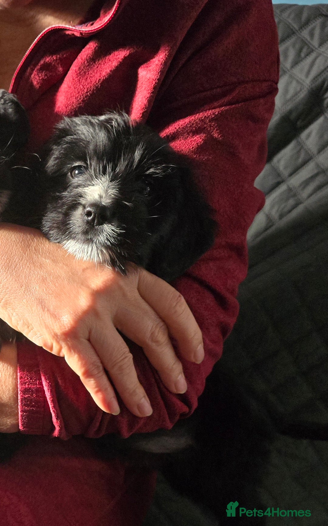 Mixed Breed dogs for sale: Jack Russell terrier - Advert 4