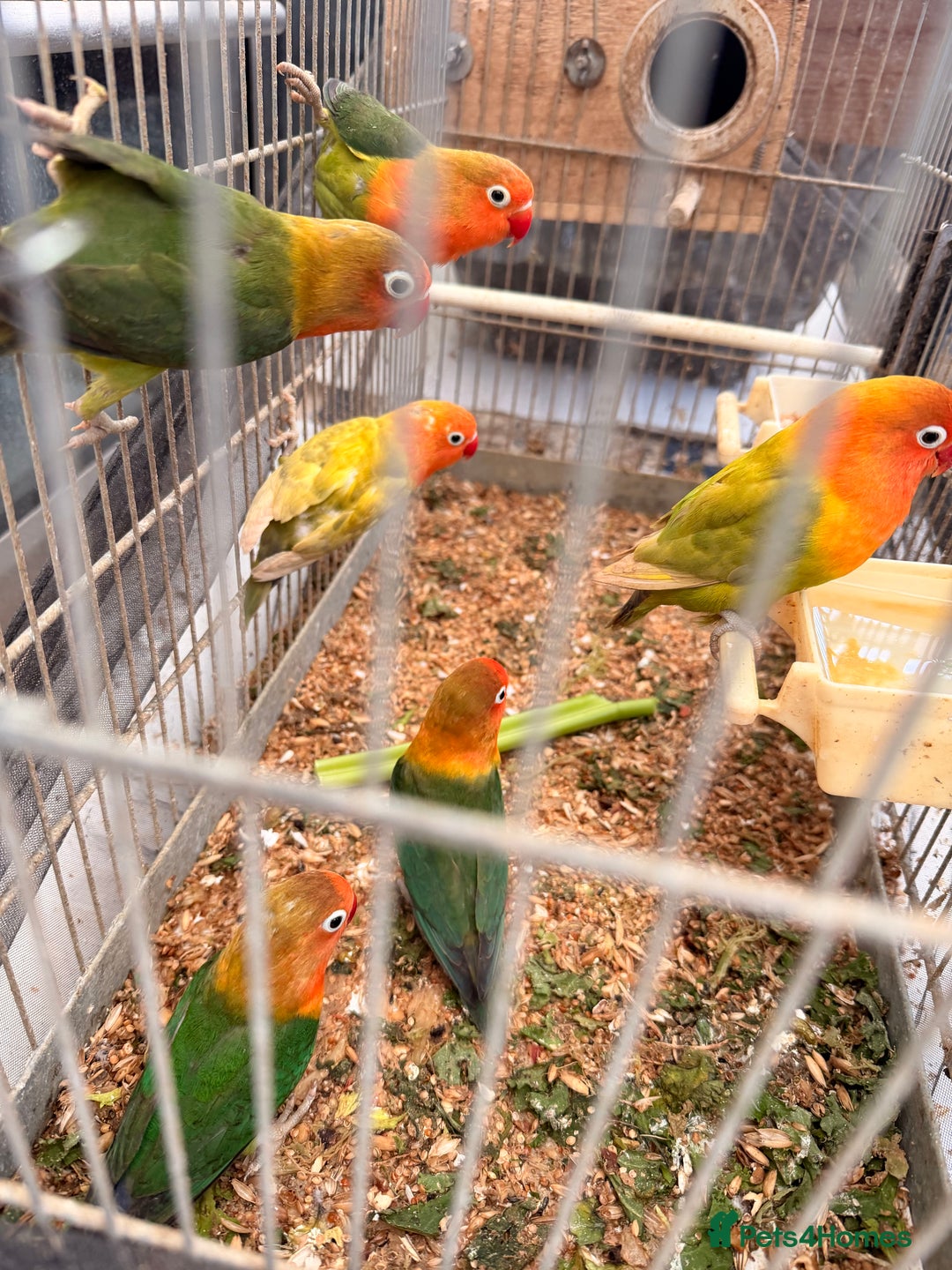 Lovebirds birds for sale: Lovebirds are looking for new home - Advert 3