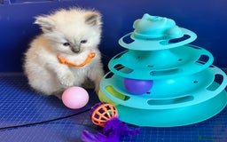 Ragdoll cats for sale: GCCF registered ChampionBloodline 5GENpedigree BSH - Image 8