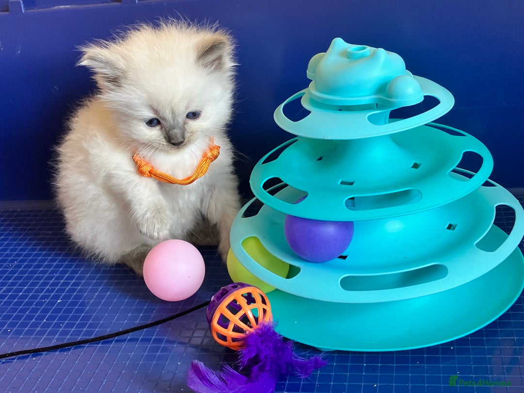 Ragdoll cats for sale: GCCF registered ChampionBloodline 5GENpedigree BSH - Image 8