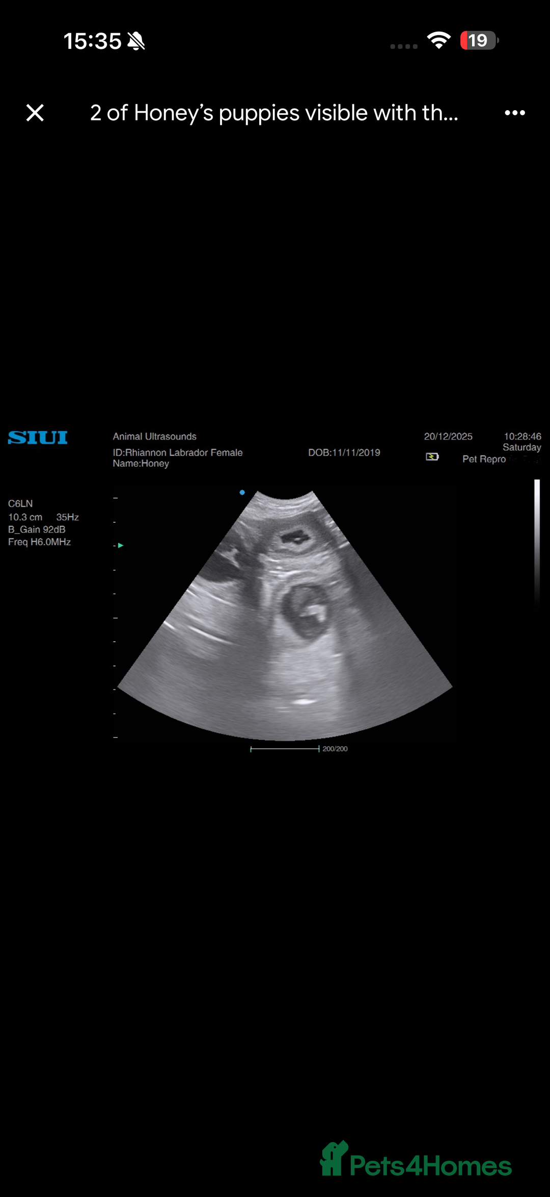 Labrador Retriever dogs for sale: Beautiful Fox Red Litter DUE 18th January  - Advert 4