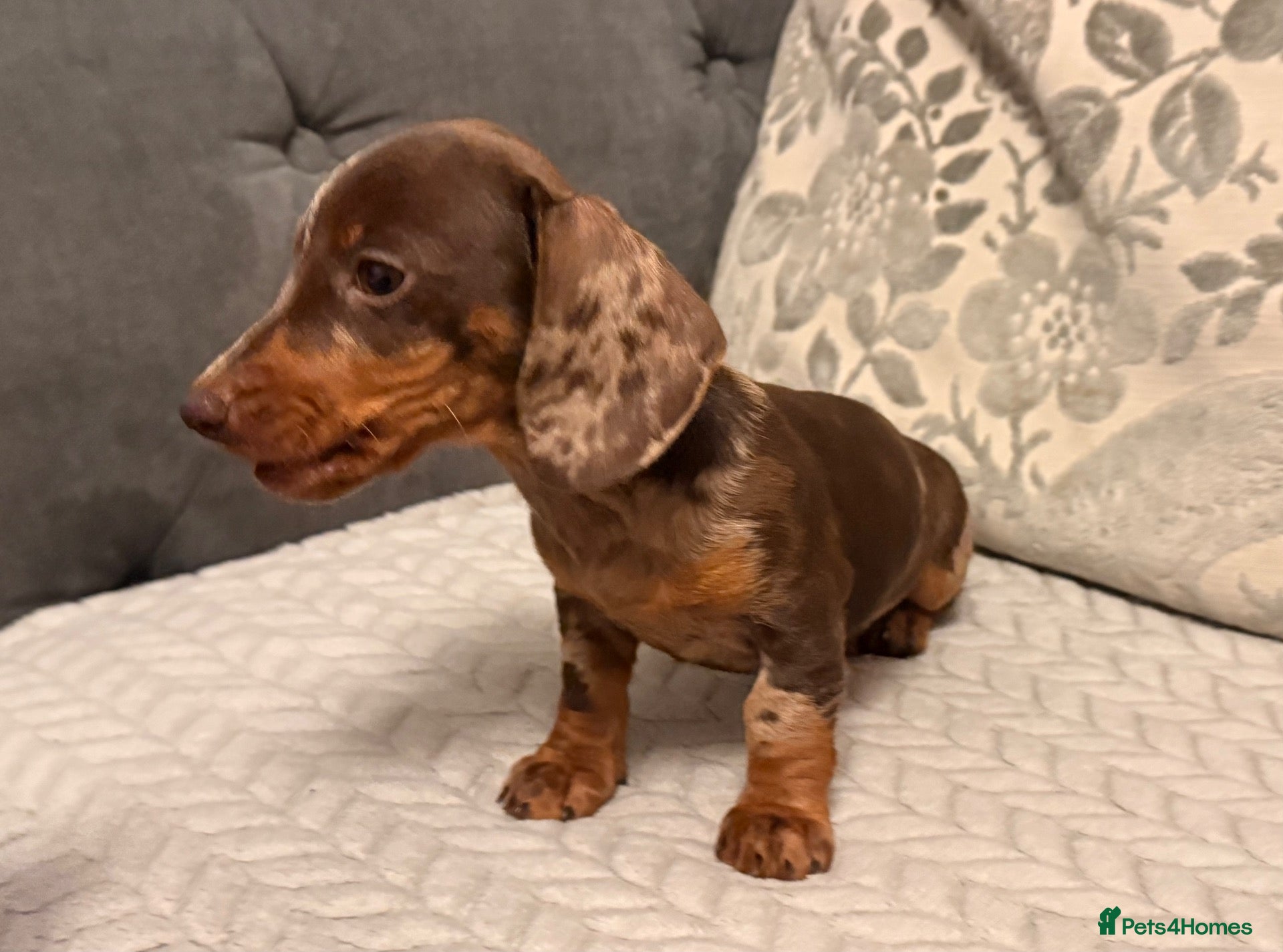 Miniature Dachshund dogs Adorable girl- smooth miniature daschund  - Advert 2