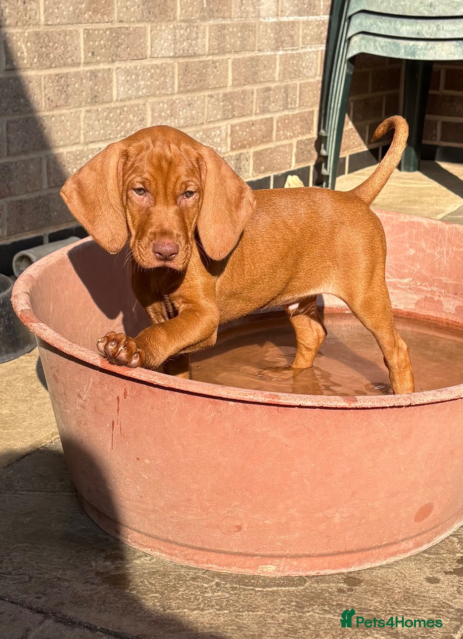 Hungarian Vizsla dogs Kc champion bred Hungarian Vizsla boys - Advert 3