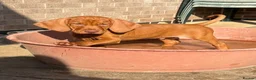 Hungarian Vizsla dogs for sale: Kc champion bred Hungarian Vizsla boy - Advert 2