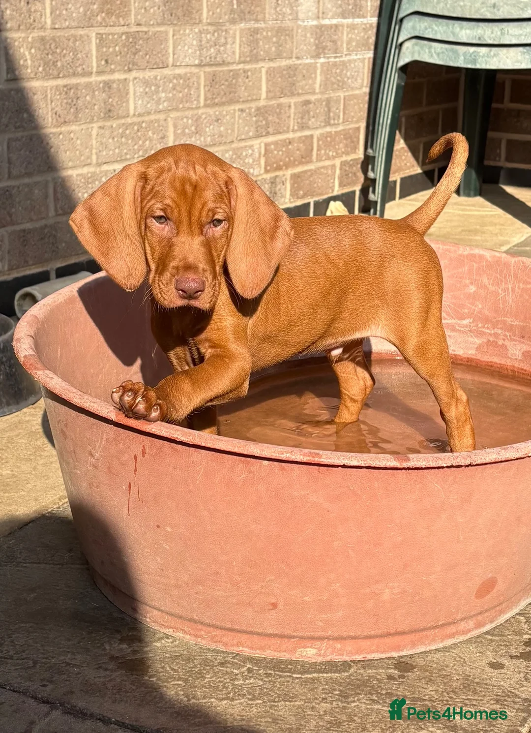 Hungarian Vizsla dogs for sale: Kc champion bred Hungarian Vizsla boy - Advert 2