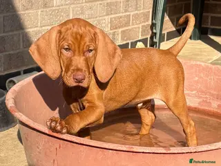 Hungarian Vizsla dogs Kc champion bred Hungarian Vizsla boys - Advert 3