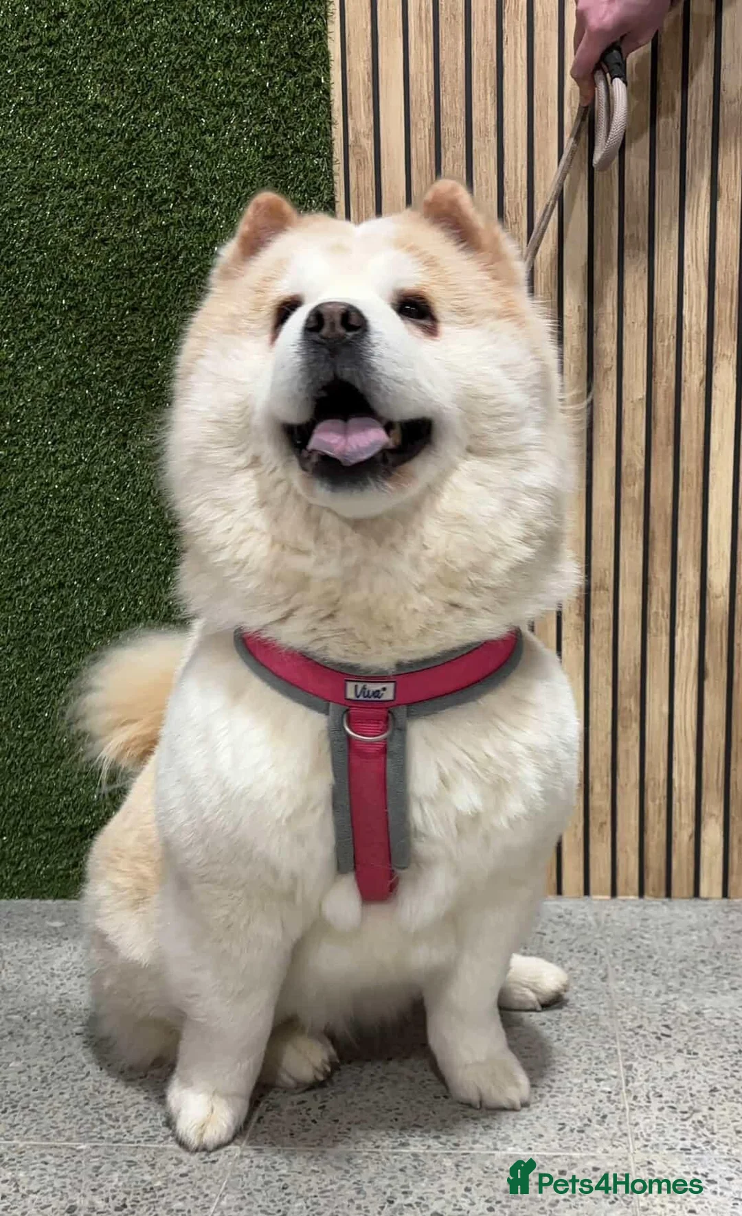 Chow Chow dogs for sale: Outstanding Chows- Home Raised, Beautiful Markings - Advert 19