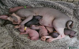 Sphynx cats for sale: Sphynx kittens  - Image 8