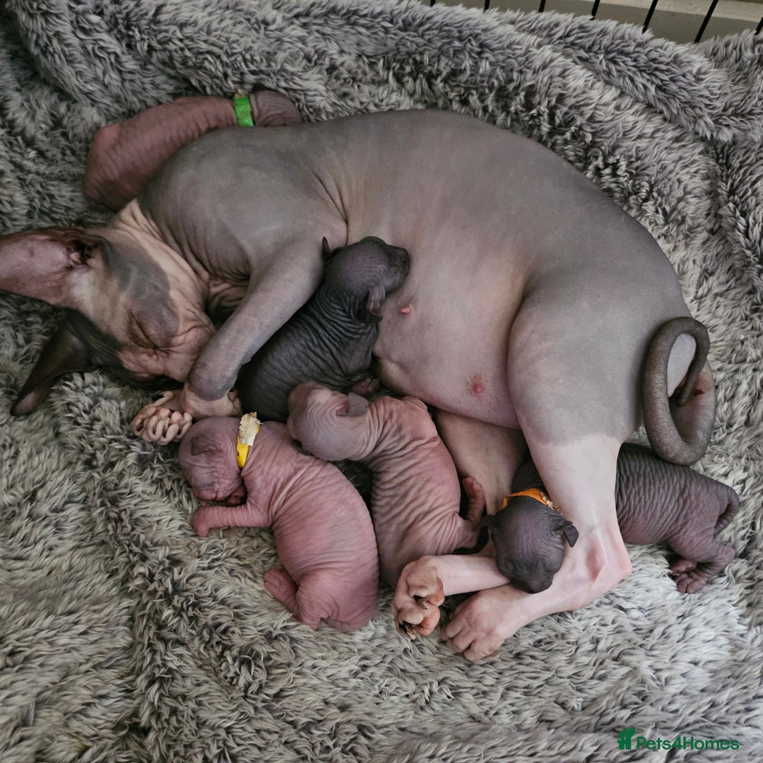 Sphynx cats for sale: Sphynx kittens  - Image 8