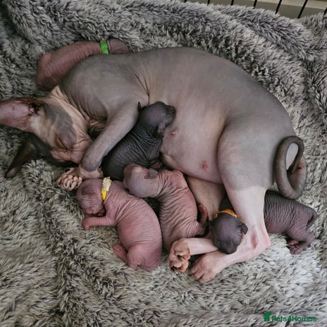 Sphynx cats - Advert 5