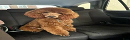 Miniature Poodle dogs for stud: Miniature Poodle Stud in Stansted - Advert 5