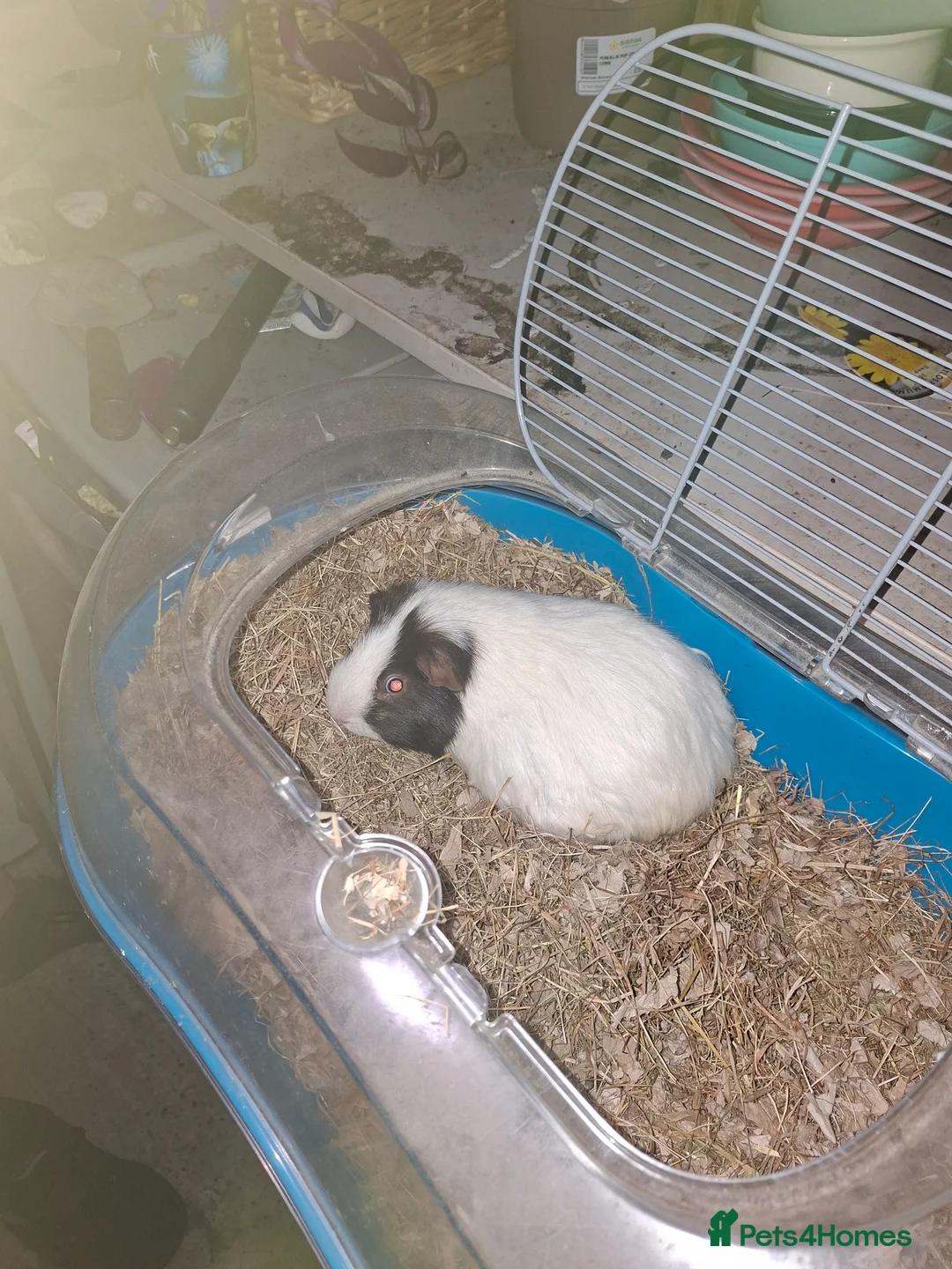 Guinea Pig rodents for sale: 1 Male Guniea Pig with cage and hay. in Telford - Advert 3