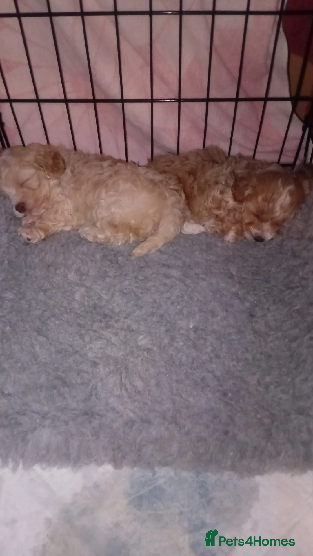 Maltipoo dogs for sale: Maltipoo boys available  - Advert 8