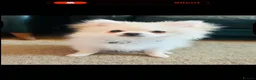 Pomeranian dogs for sale: 14 week old Pomeranian boy  - Advert 3