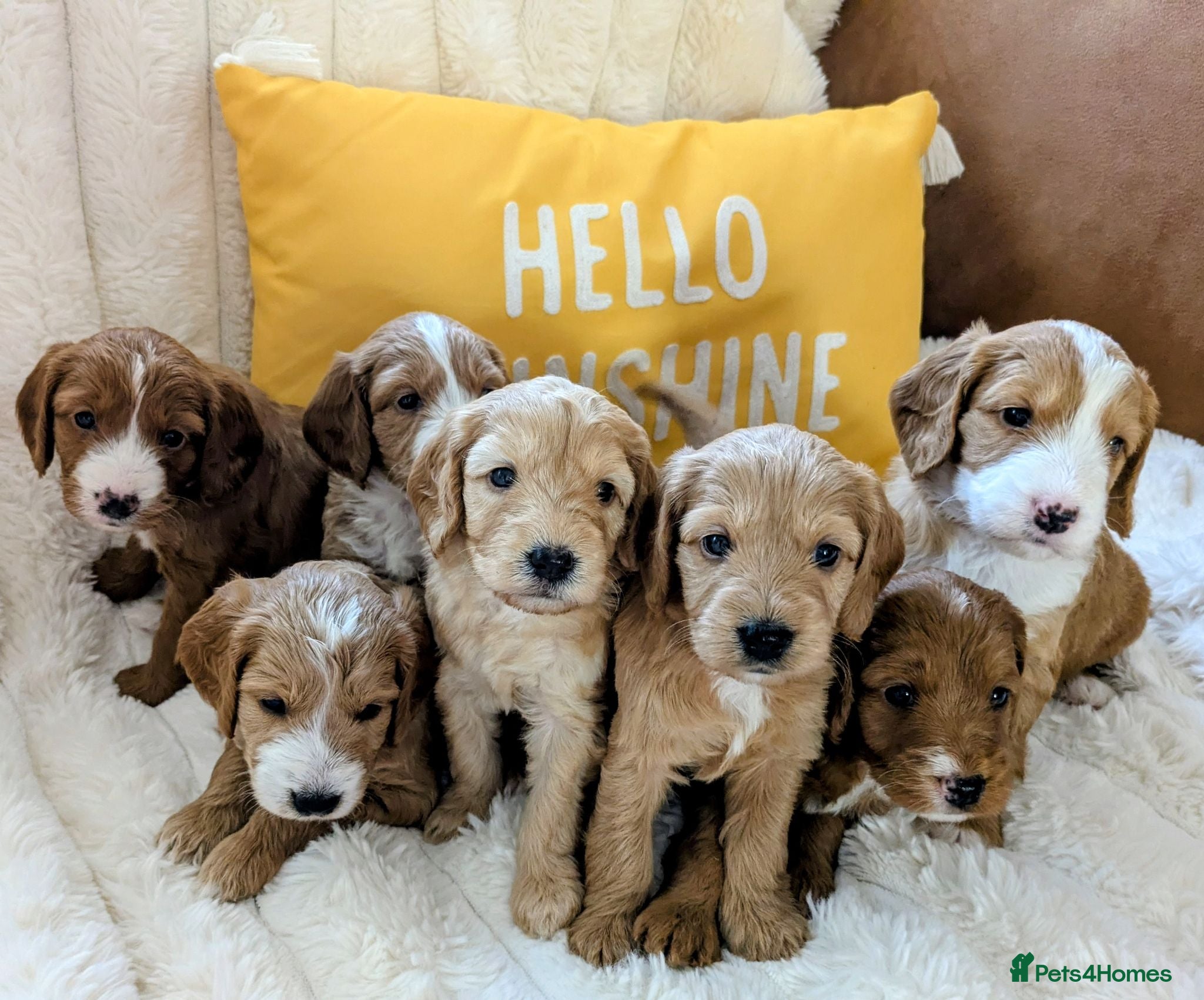 Cockapoo dogs F1B fully DNA checked Cockerpoo puppies .  - Advert 17