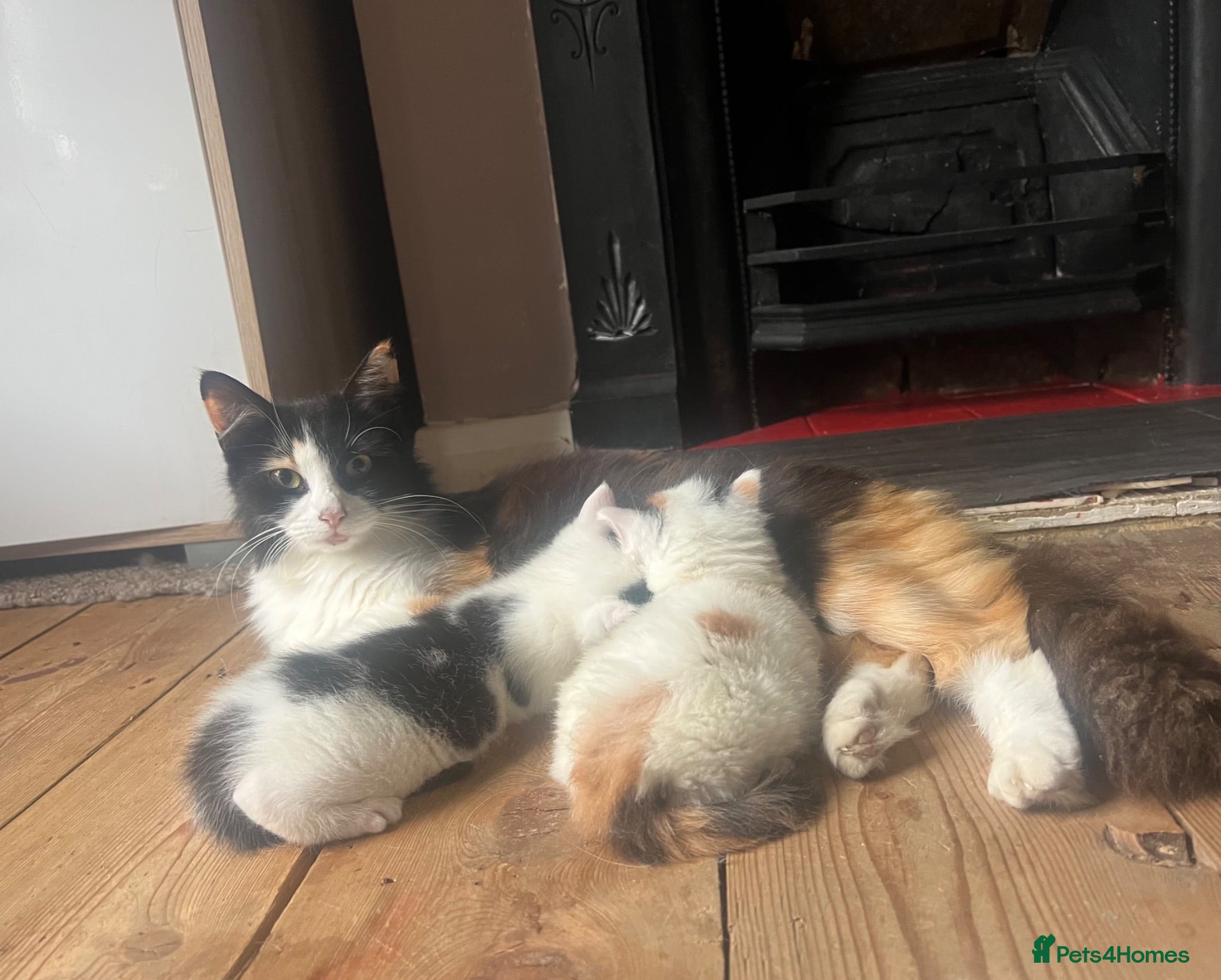 Mixed Breed cats Rio and Tokyo looking for their forever homes - Advert 2