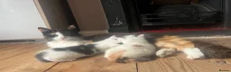 Mixed Breed cats for sale: Rio and Tokyo looking for their forever homes - Advert 1