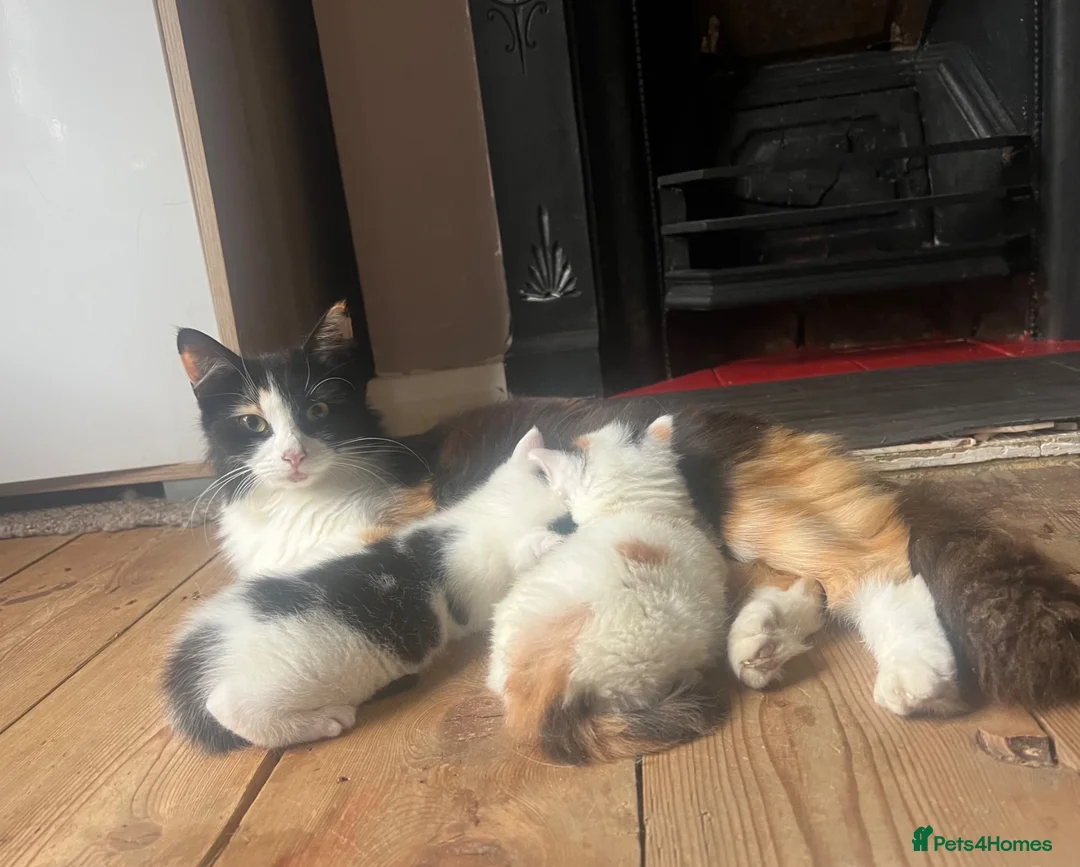 Mixed Breed cats for sale: Rio and Tokyo looking for their forever homes - Advert 1