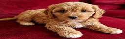 Cavapoo dogs for sale: Cavapoo Puppies looking for their forever homes - Advert 3