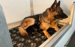 German Shepherd dogs for sale: 25 years experience breeding German Shepherds  - Image 26