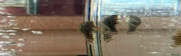 Plecos fish for sale: 🔥*RARE* L519 × Wabenmuster Pleco Hybrids🔥 - Advert 1