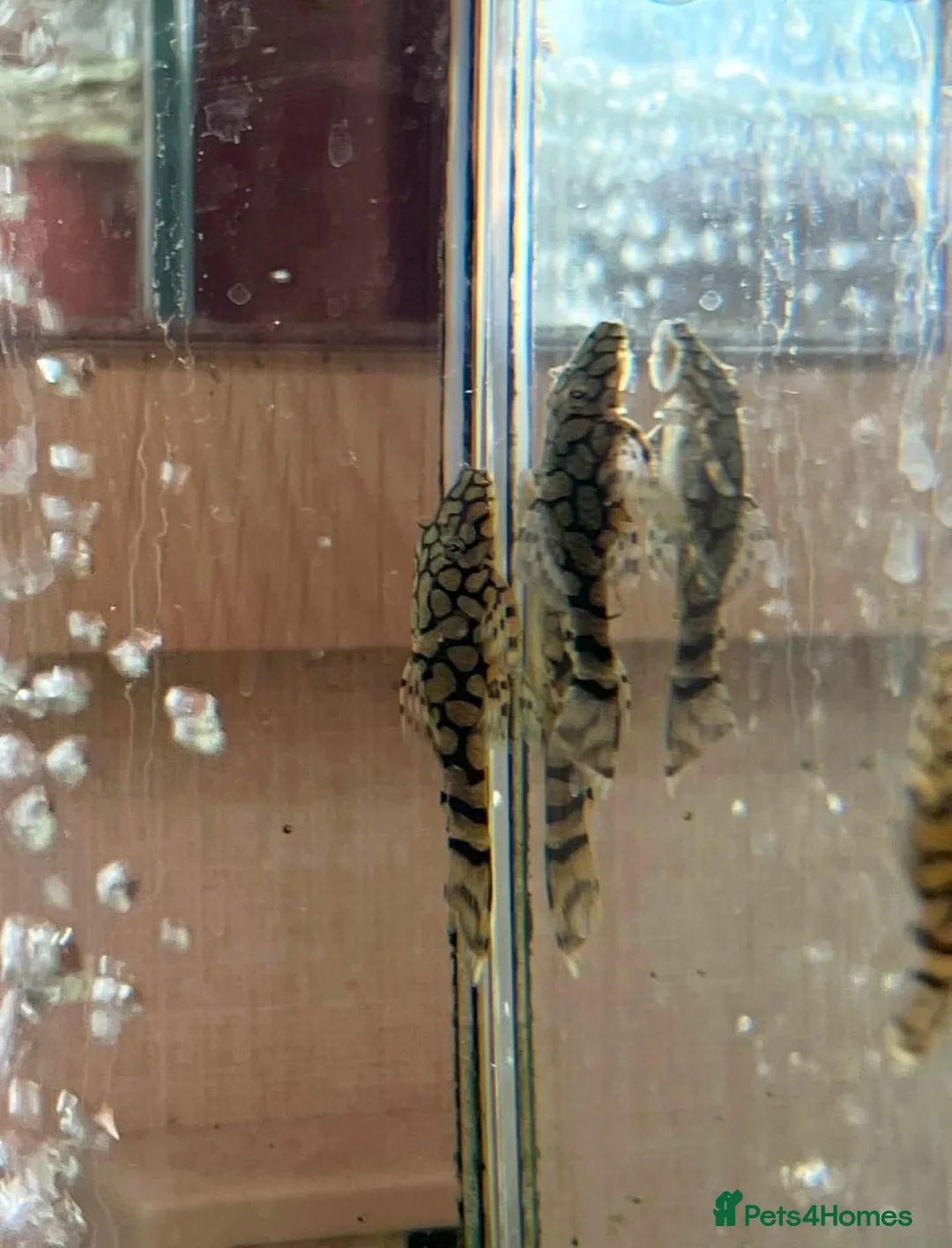 Plecos fish for sale: 🔥*RARE* L519 × Wabenmuster Pleco Hybrids🔥 - Advert 1