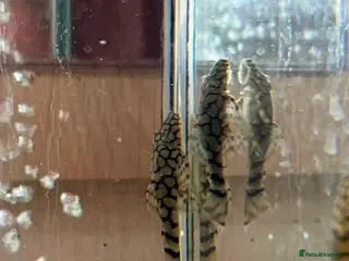 Plecos fish 🔥*RARE* L519 × Wabenmuster Pleco Hybrids🔥 - Advert 1