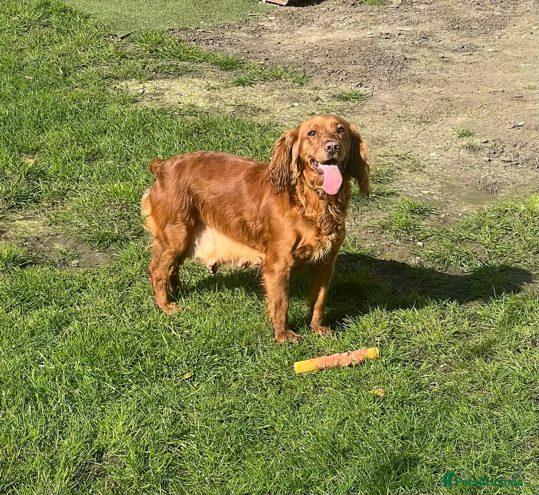 Cocker Spaniel dogs for sale: 2 cocker pups  - Advert 1