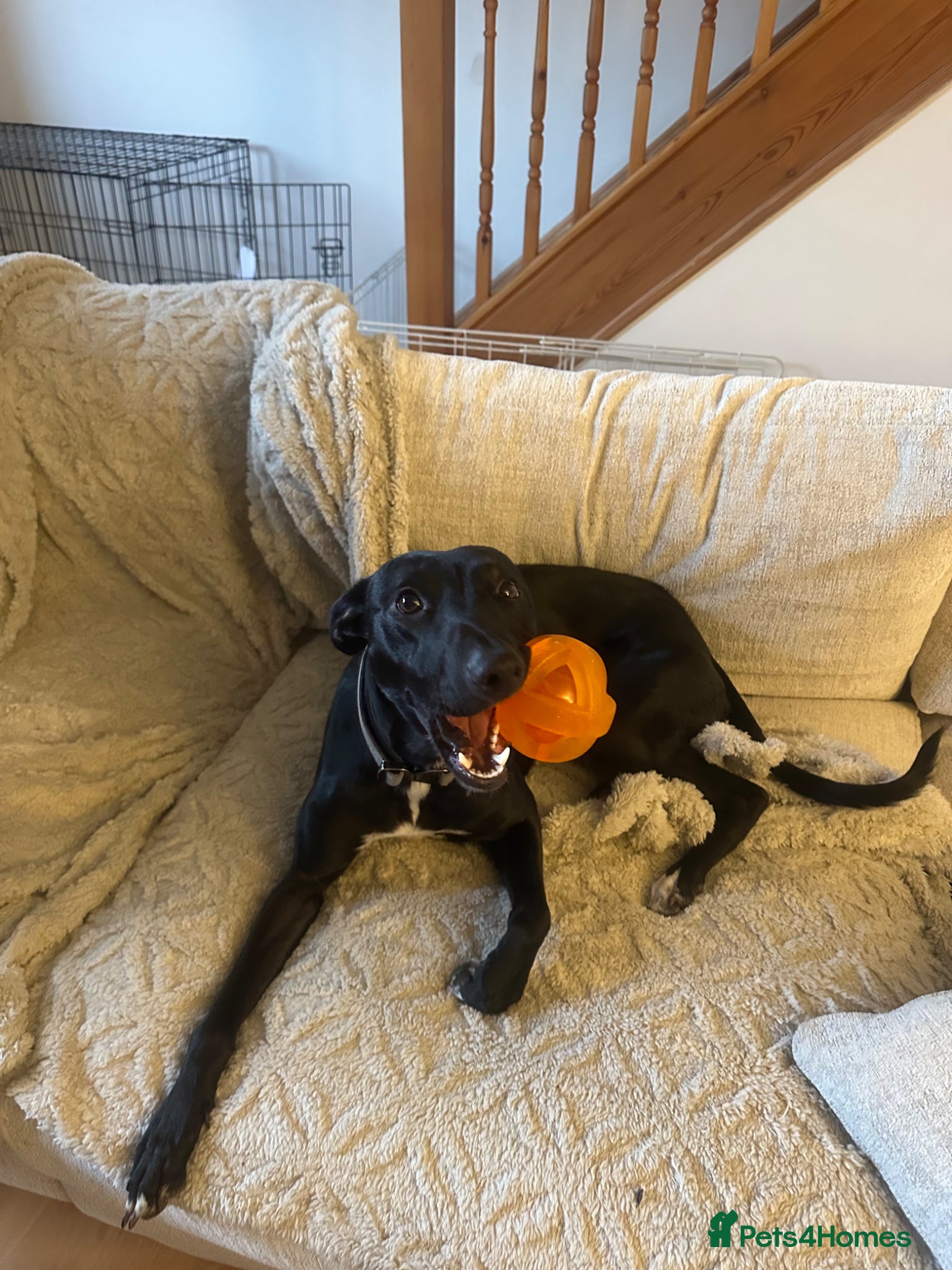 Lurcher dogs Chester - Advert 1