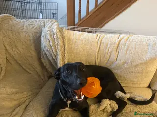 Lurcher dogs Chester - Advert 1