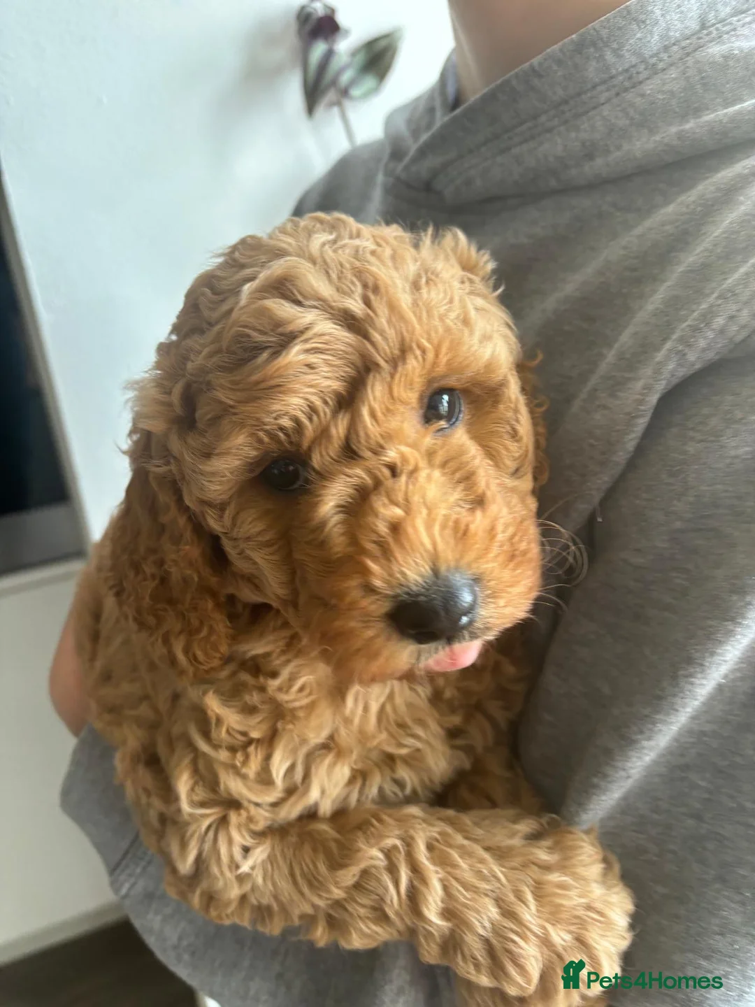 Toy Poodle dogs for stud: Beautiful Red Toy Poodle for Stud in Motherwell - Advert 18