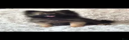 Pomeranian dogs for sale: Little pomeranian puppies  - Advert 3