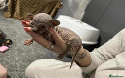 Sphynx cats for sale: 7 Sphynx Kittens  - Image 8