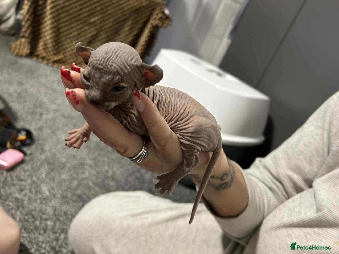 Sphynx cats for sale: 7 Sphynx Kittens  - Image 8