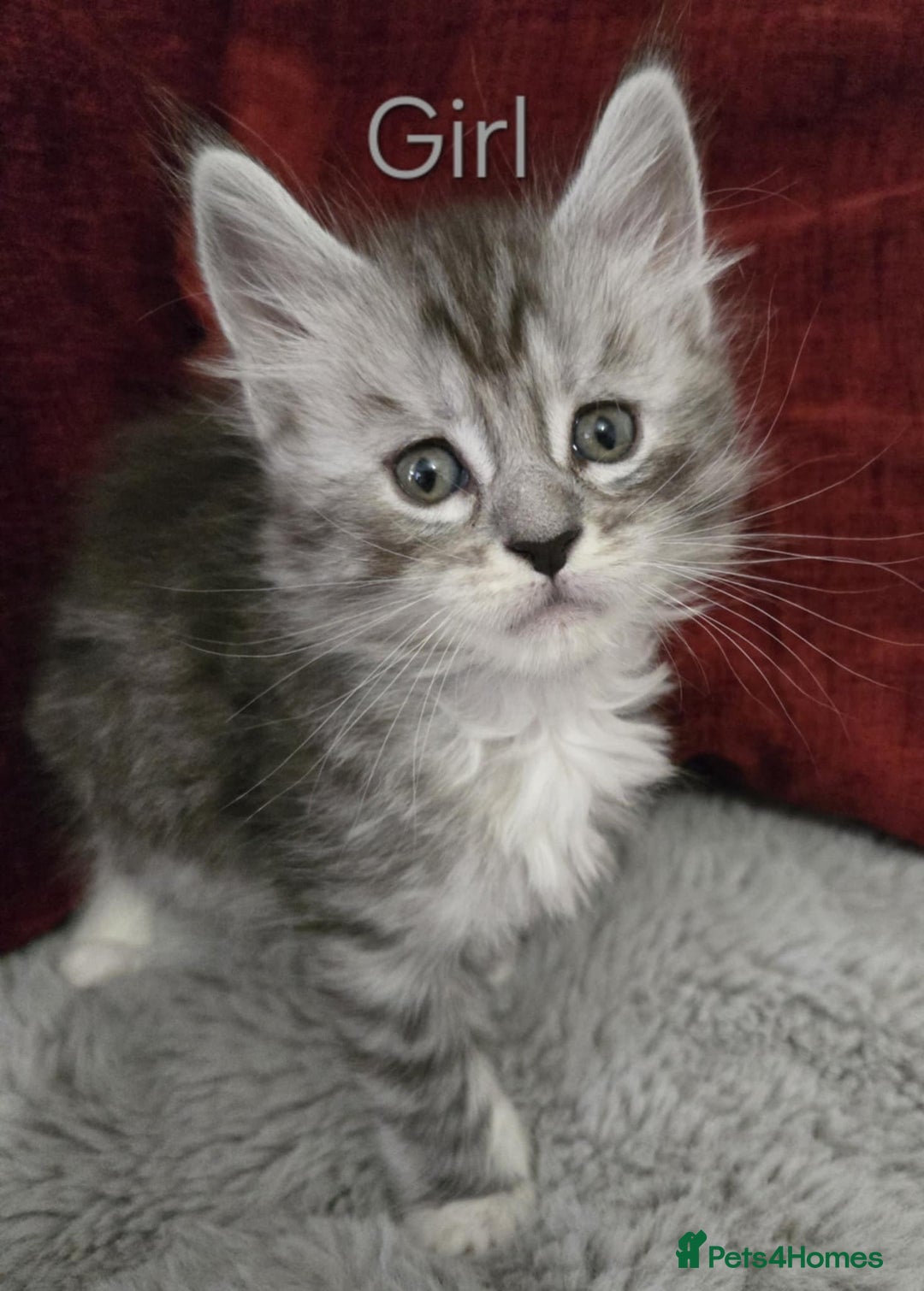 Maine Coon cats for sale: 1 Maine Coon kitten boy. - Image 21