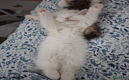 Persian cats for sale: Beautiful Nine week old Turkish Angora Female - Image 18