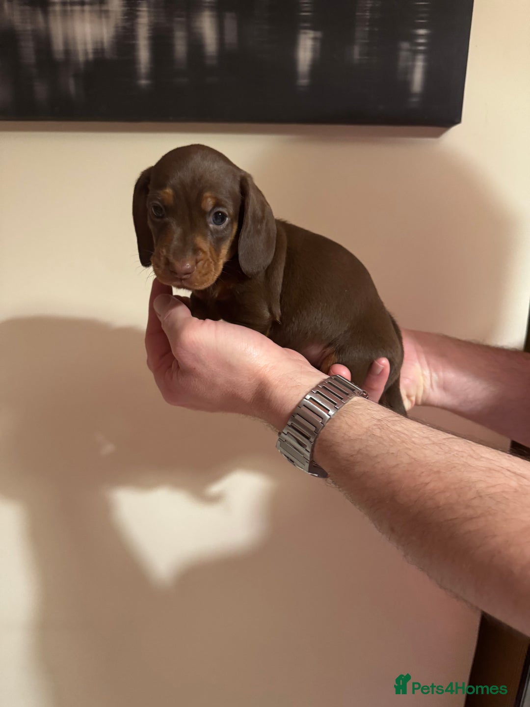 Miniature Dachshund dogs for sale: BEAUTIFUL KC MINI DACHSHUND READY TO LEAVE 23/12   - Advert 14