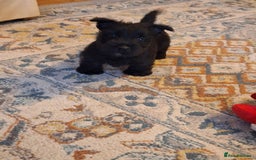 Scottish Terrier dogs for sale: ABSOLUTE CUTENESS Scottish Terrier!! - Image 6