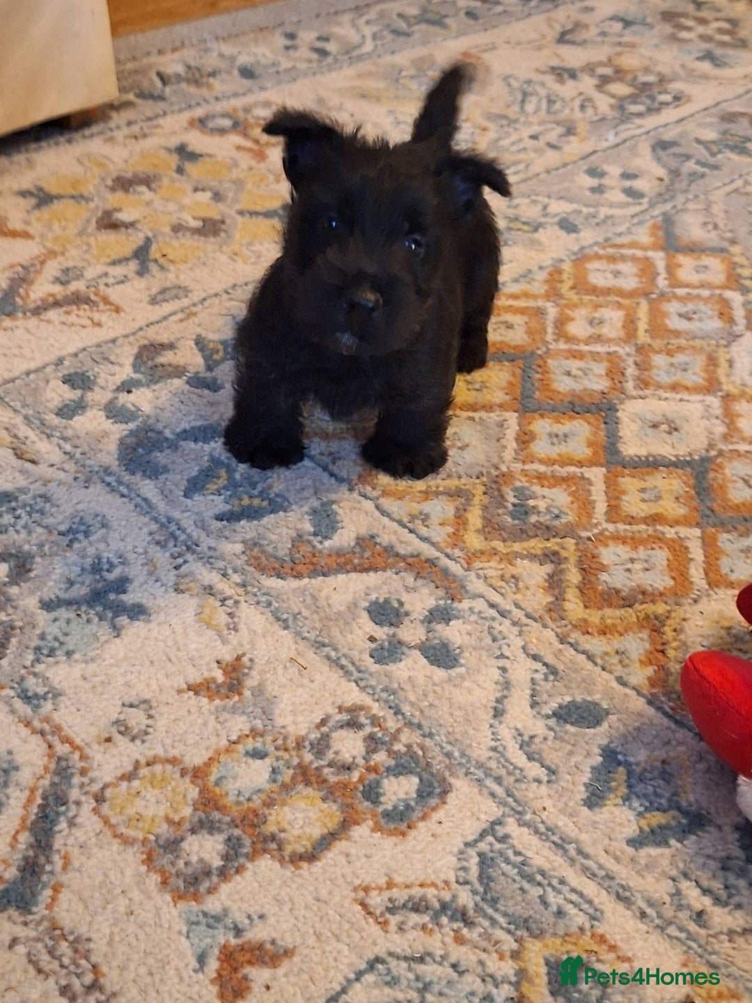 Scottish Terrier dogs for sale: ABSOLUTE CUTENESS Scottish Terrier!! - Image 6