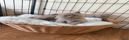 British Shorthair cats for sale: Beautiful British shorthair kittens  READY NOW 🐾 - Advert 3