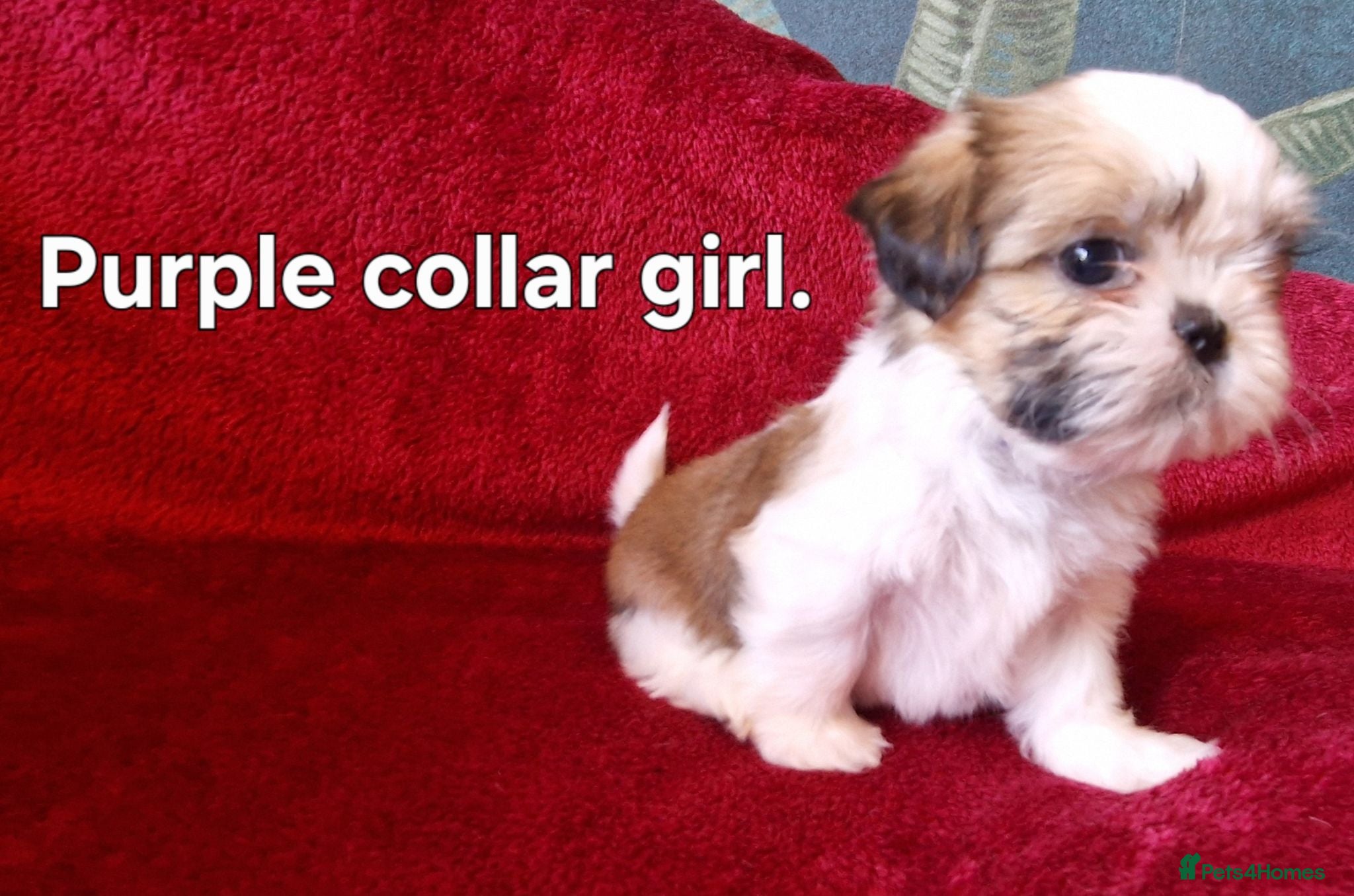 Shih Tzu dogs Miniature Shih-tzu's  - Advert 1