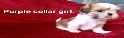 Shih Tzu dogs for sale: Miniature Shih-tzu's  - Advert 19