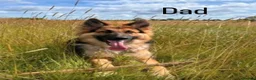 German Shepherd dogs for sale: Beautiful German Shepherd Puppies 🐾  - Advert 3