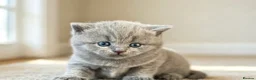 British Shorthair cats for sale: British Shorthair - Advert 3