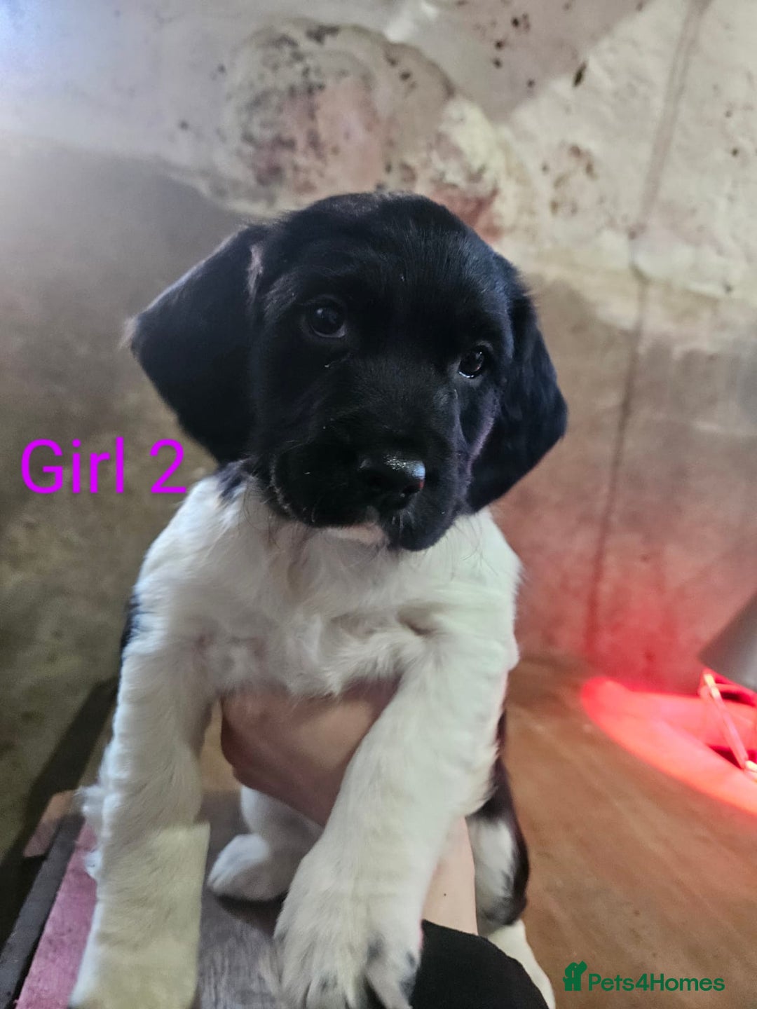 English Springer Spaniel dogs for sale: KC Registered Springer Spaniel Puppies  - Advert 17