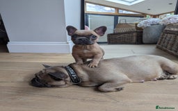 Mixed Breed dogs for sale: Re homing due to work change in circumstances.  - Image 7