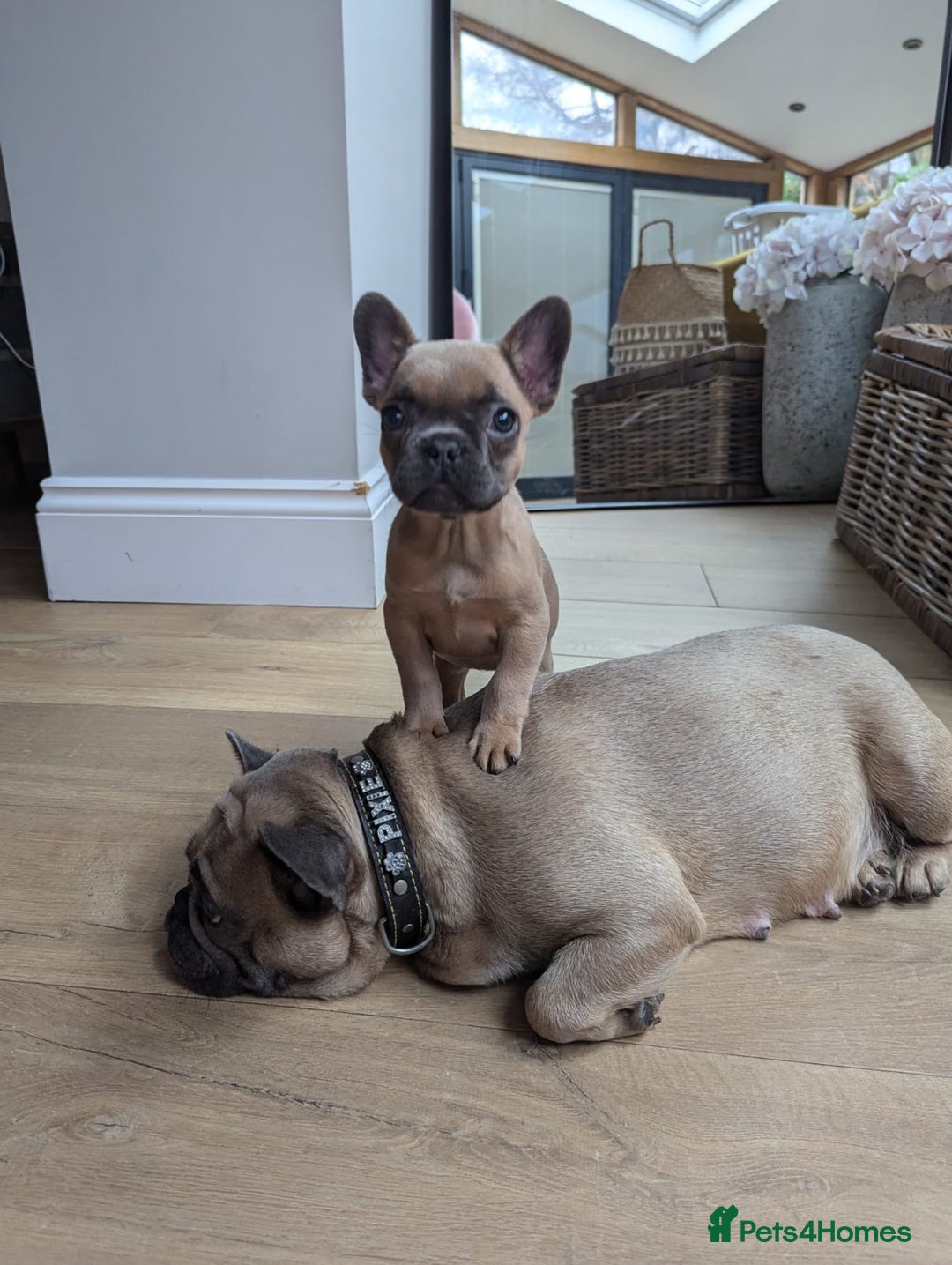 Mixed Breed dogs for sale: Re homing due to work change in circumstances.  - Image 7