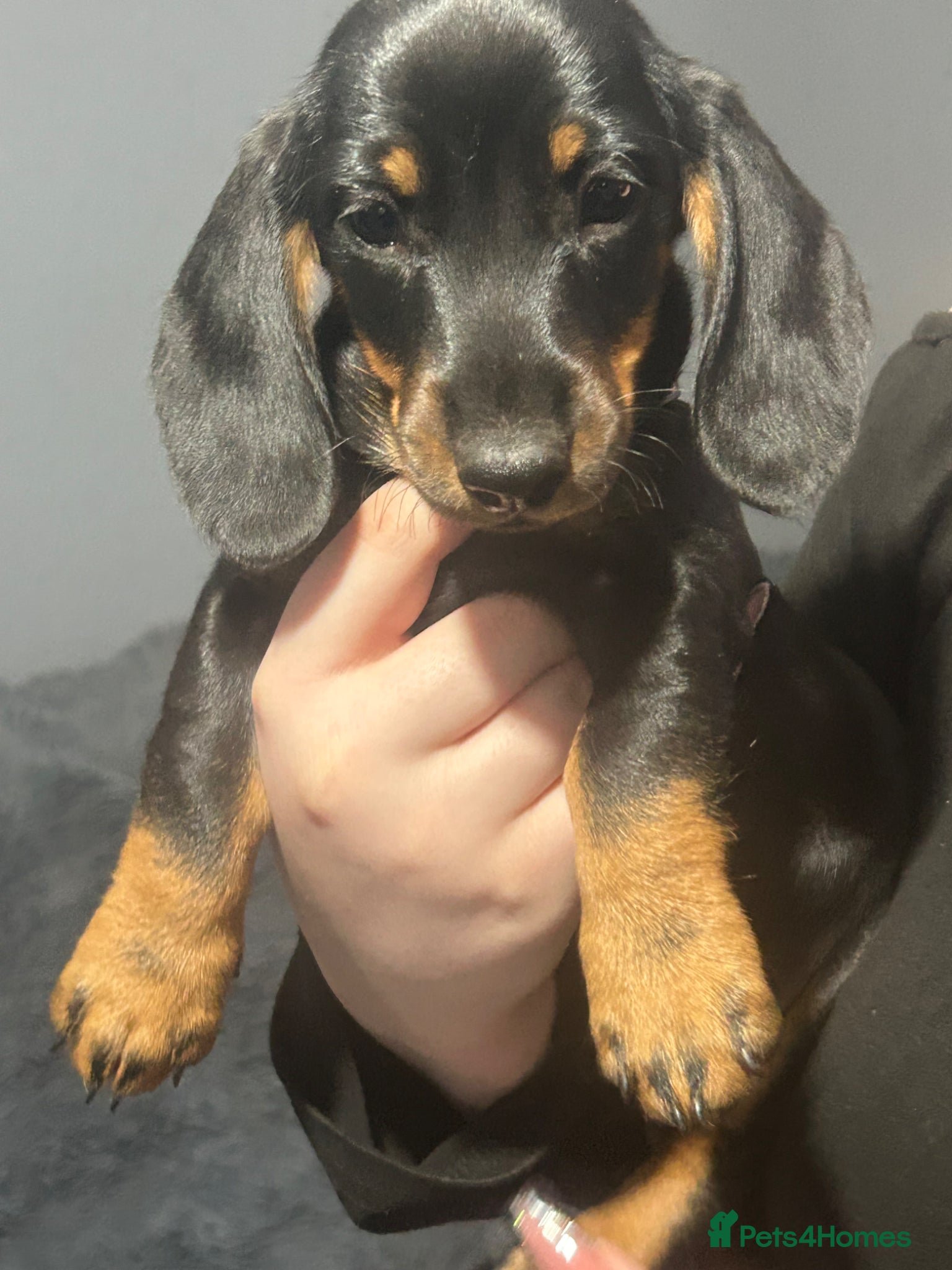 Dachshund dogs Looking for homes - Advert 9